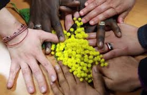 mimosa.jpeg mimosa.jpeg