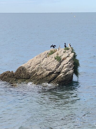 gabbiani sulla scogliera.jpeg