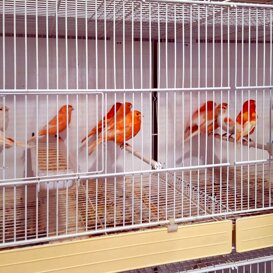 Alcuni dei numerosi canarini di Maurizio Alcuni dei numerosi canarini di Maurizio