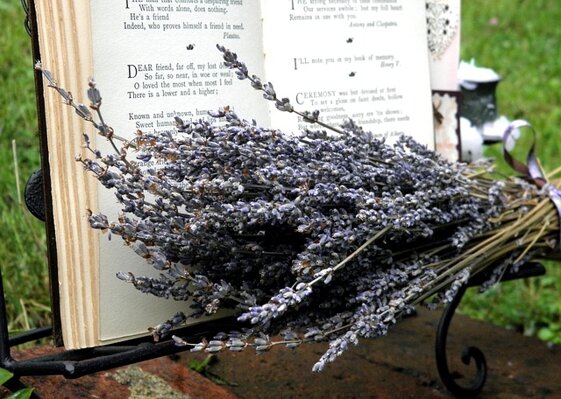 cc73300b-33bd-4446-9425-da616bfcd6fe