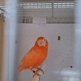 Il canarino pluripremiato Il canarino pluripremiato