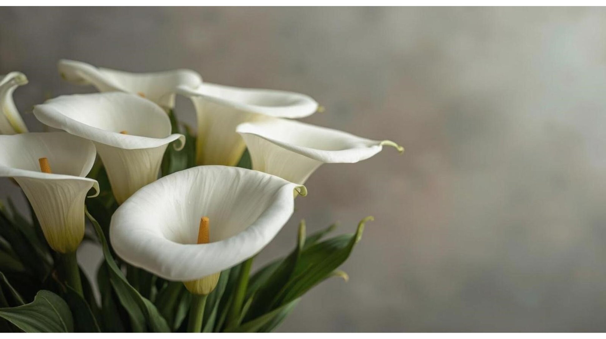 sfondo calla.jpeg