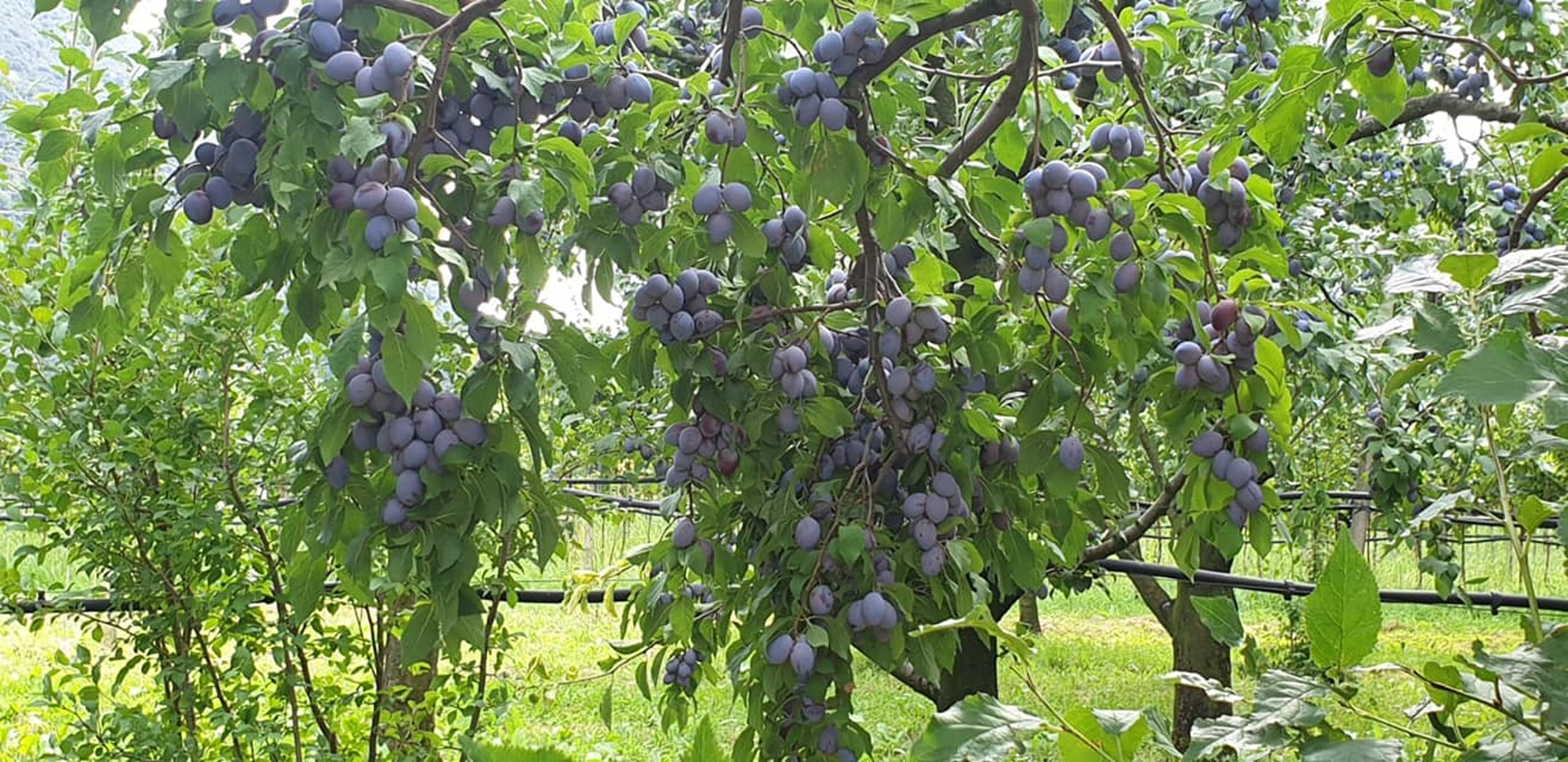 23514607-317c-4ac7-a9d8-a173f7664852