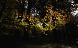 dsc06697.jpeg dsc06697.jpeg