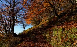 dsc06641.jpeg dsc06641.jpeg