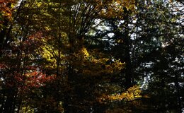 dsc06653.jpeg dsc06653.jpeg