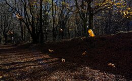 dsc06637.jpeg dsc06637.jpeg