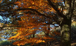 dsc06556.jpeg dsc06556.jpeg