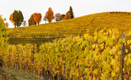 06-grinzane%20cavour_dsc7759-3.jpeg 06-grinzane%20cavour_dsc7759-3.jpeg