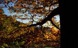 dsc06723.jpeg dsc06723.jpeg