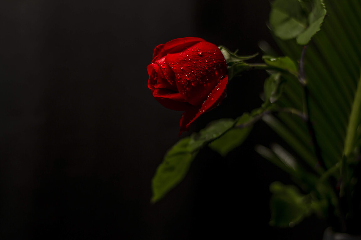 ff459740-a85a-4165-9851-5e8b3dd99892