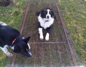 Addestramento cinofilo Sar Team presso il campo di Faenza