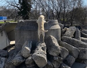 Cane da ricerca persone disperse Sar Team Faenza in addestramento
