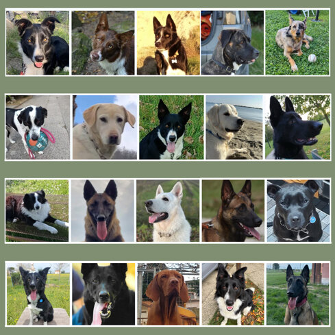 i nostri cani 2026.jpeg