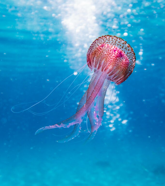 749252d3-bb31-47f0-8a7e-3641f64f93c9.jpeg 749252d3-bb31-47f0-8a7e-3641f64f93c9.jpeg