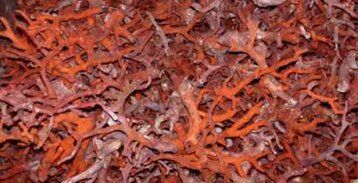 assortimento di rami di corallo allo stato grezzo