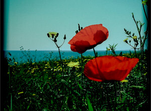 i%20photograph%20the%20flowers%20so%20they%20won't%20die.jpeg