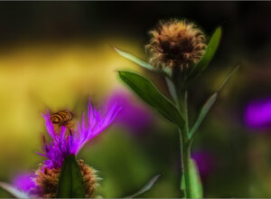 red-eyed%20poisonous%20spider%20sleeping%20in%20a%20bed%20of%20leaves.jpeg