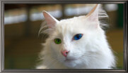 champion cat or.jpeg