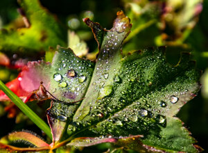 early%20morning%20covered%20with%20dewdrops%20(321)_rc.jpeg