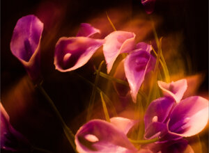 hey,%20what%20is%20this%20jb1%20this%20is%20a%20flower%20don't%20eat%20it.jpeg