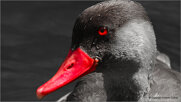 red duck_cr.jpeg