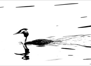 heron%20underwater.jpeg