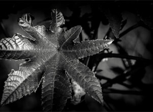 dragan22-b-img_6454.jpeg