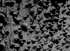 rc-dsc00112.jpeg