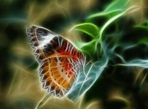 butterfly%20fractalyzed%203.jpeg