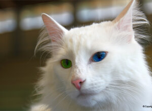 guilty%20cat.jpeg