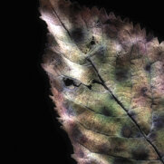 leafes3_cr.jpeg