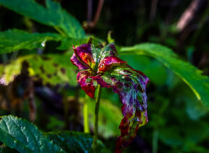 early%20morning%20covered%20with%20dewdrops%20(131)_rc.jpeg