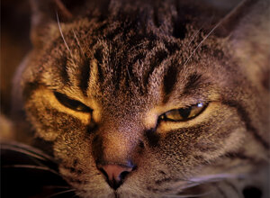 dreaming%20cat.jpeg