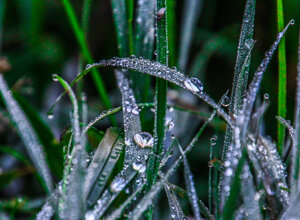 early%20morning%20covered%20with%20dewdrops%20(223)_rc.jpeg