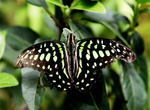 butterfly%20fractalyzed.jpeg
