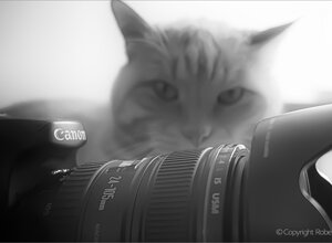champion%20cat%20or.jpeg
