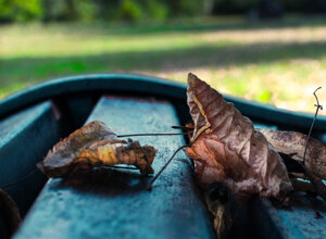 rc-img_5428.jpeg