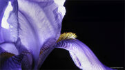 i photograph the flowers so they won't die.jpeg