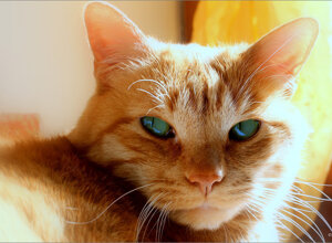 sissi%20blue%20eyes.jpeg