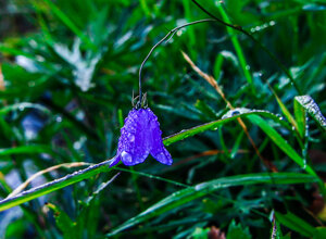 early%20morning%20covered%20with%20dewdrops%2069.jpeg