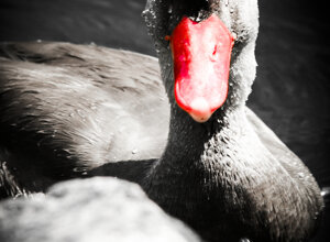 last%20flights%20of%20a%20bee,%20before%20the%20snow%20covers%20everything.jpeg
