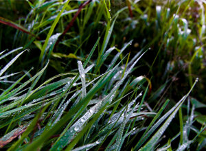 early%20morning%20covered%20with%20dewdrops%2013.jpeg