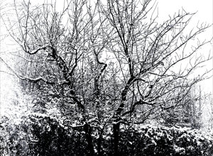 good%20morning%20winter.jpeg