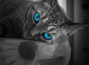 a%20curious%20cat.jpeg