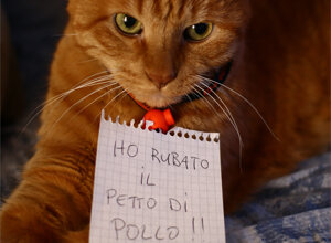 online%20biology%20lessons%20for%20cats%20-%20(lesson%202%20-%20the%20life%20of%20%20foxes).jpeg