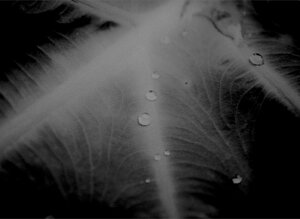 the%20loneliness%20of%20the%20trees.jpeg
