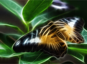 butterfly%20fractalyzed%202.jpeg