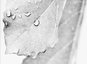 dragan22-b-img_7189.jpeg