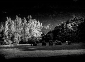 dragan22-b-img_0235.jpeg